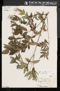 Aralia hispida image