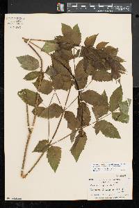 Aralia hispida image