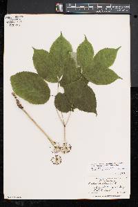 Aralia nudicaulis image