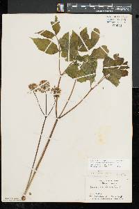 Aralia nudicaulis image