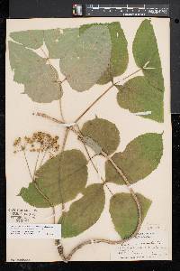 Aralia nudicaulis image