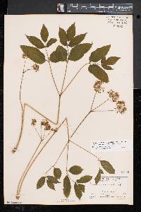 Aralia nudicaulis image