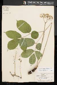 Aralia nudicaulis image