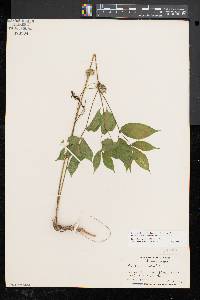 Aralia nudicaulis image