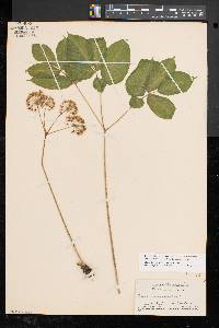 Aralia nudicaulis image