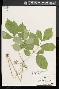 Aralia nudicaulis image