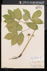 Aralia nudicaulis image