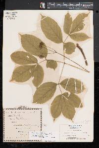 Aralia nudicaulis image