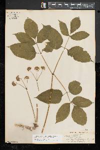 Aralia nudicaulis image