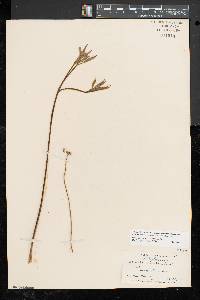 Aralia nudicaulis image