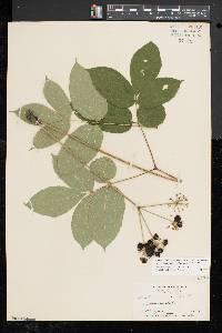 Aralia nudicaulis image