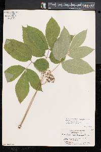 Aralia nudicaulis image