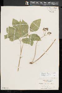 Aralia nudicaulis image