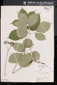 Aralia nudicaulis image