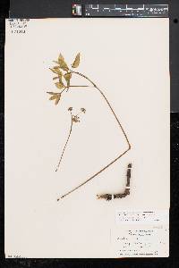 Aralia nudicaulis image