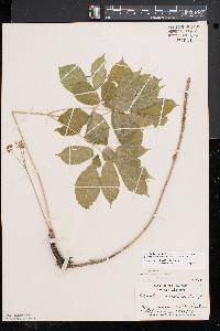 Aralia nudicaulis image