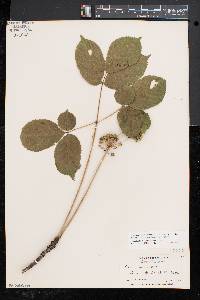 Aralia nudicaulis image