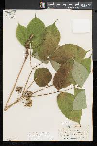 Aralia nudicaulis image