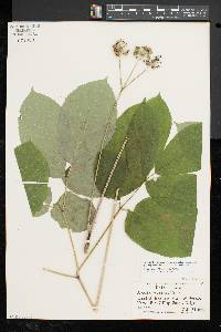 Aralia nudicaulis image