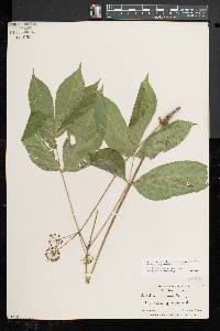 Aralia nudicaulis image