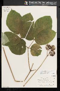 Aralia nudicaulis image