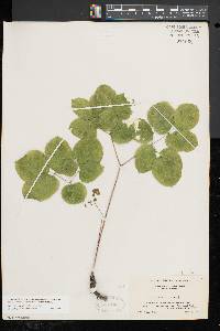 Aralia nudicaulis image