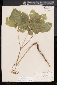 Aralia nudicaulis image