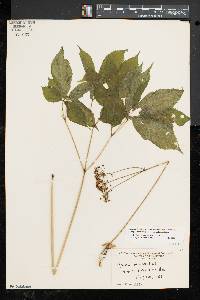 Aralia nudicaulis image