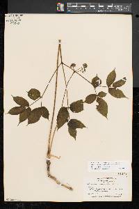 Aralia nudicaulis image