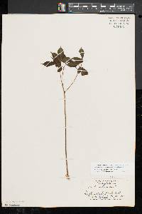 Aralia nudicaulis image