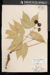 Aralia nudicaulis image