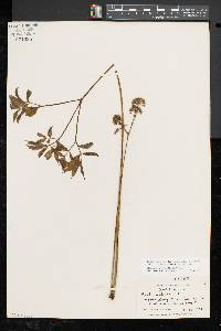 Aralia nudicaulis image