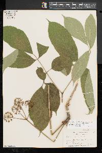 Aralia nudicaulis image