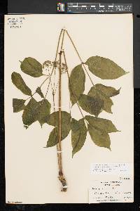 Aralia nudicaulis image