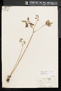 Aralia nudicaulis image