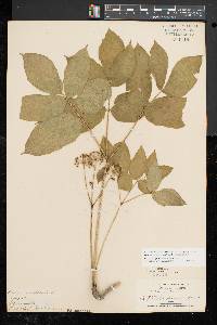 Aralia nudicaulis image