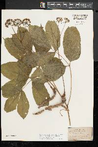 Aralia nudicaulis image