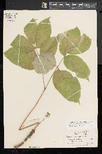 Aralia nudicaulis image