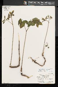 Aralia nudicaulis image