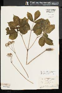 Aralia nudicaulis image