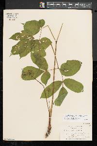 Aralia nudicaulis image