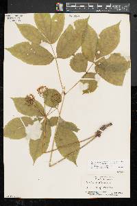 Aralia nudicaulis image