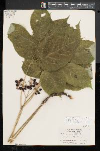 Aralia nudicaulis image