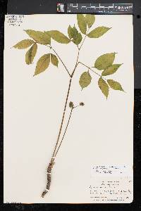 Aralia nudicaulis image