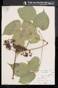 Aralia racemosa image