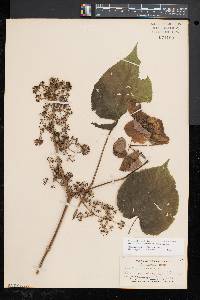 Aralia racemosa image