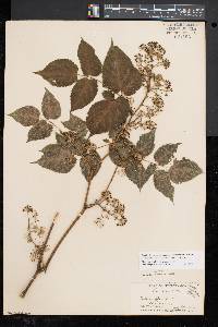 Aralia racemosa image