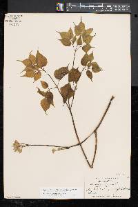 Aralia racemosa image