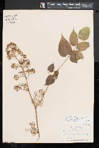 Aralia racemosa image