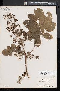 Aralia racemosa image